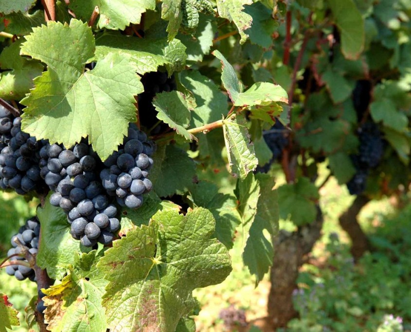 Beaune, capitale des vins de Bourgogne