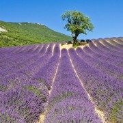 Drome provencale (ladrometourisme.com)