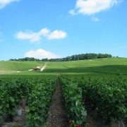 Vignes près d'Epernay en Champagne-Ardenne. By Tom Corser