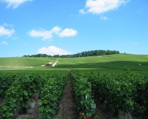 Vignes près d'Epernay en Champagne-Ardenne. By Tom Corser