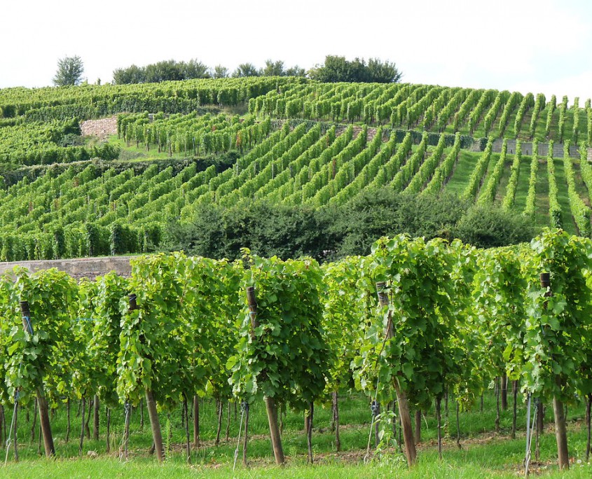 Le vignoble de Ribeauvillé, Haut-Rhin