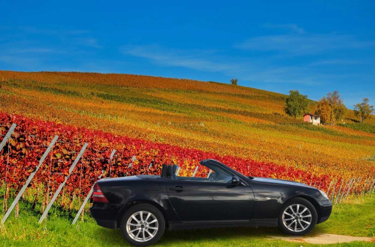 Vignoble de Juliénas (Château des Janroux, Juliénas)